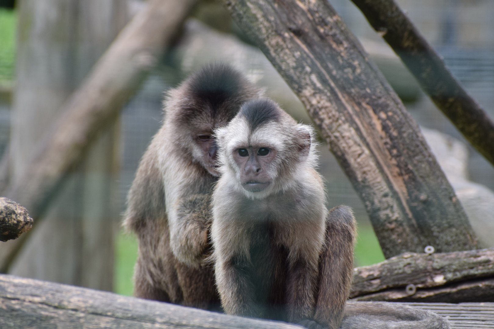 Guianan weeper capuchin