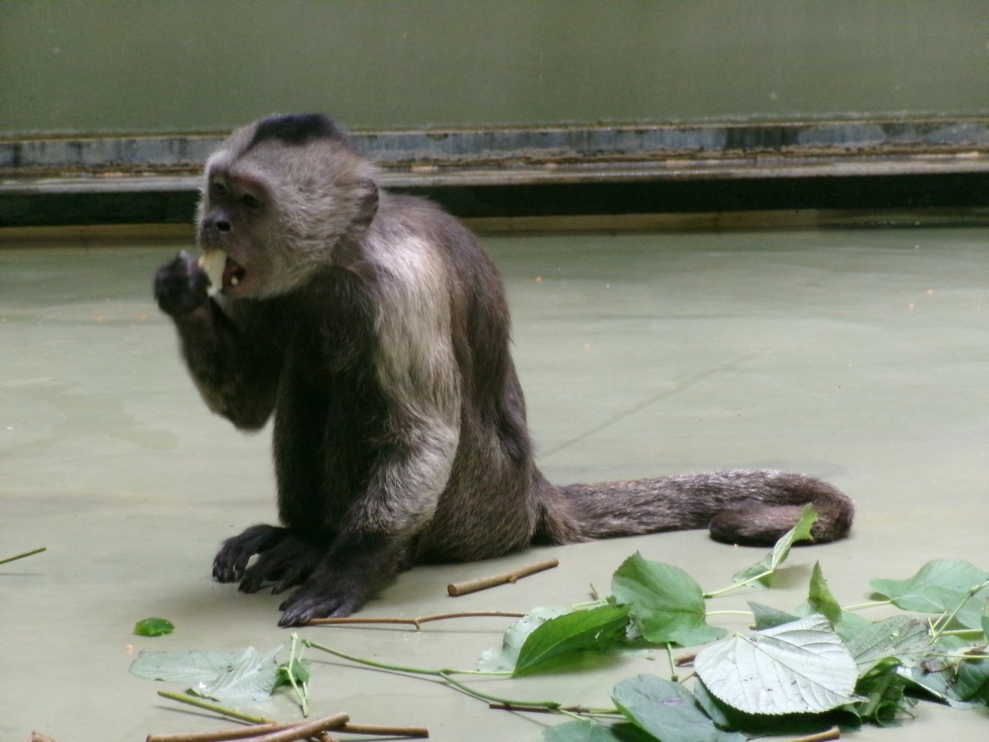 Guianan weeper capuchin