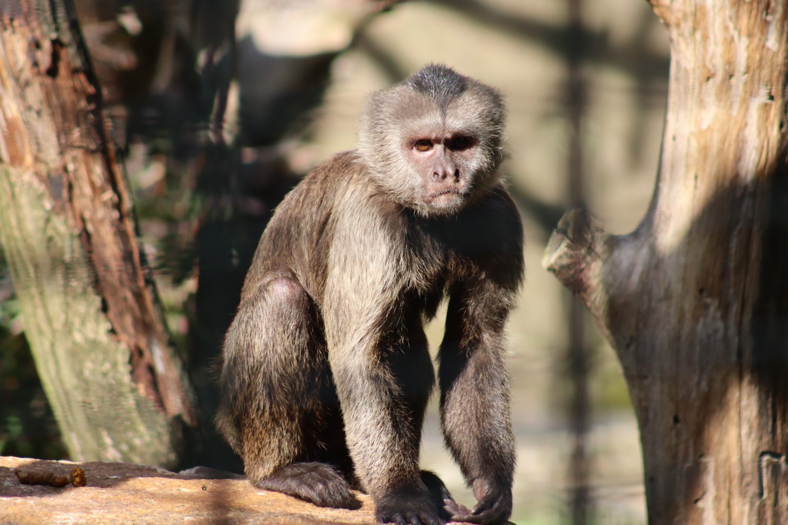 Guianan Weeper Capuchin