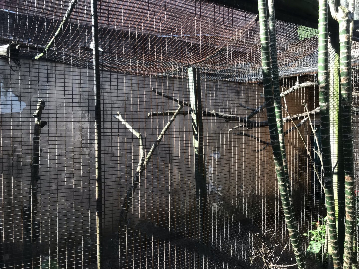 Guiara Cuckoo Exhibit