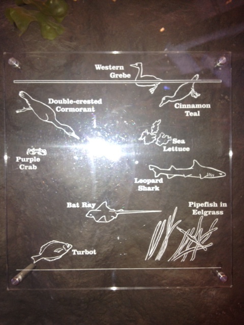 Guide to Bird life, plant life, and fish life in Bay