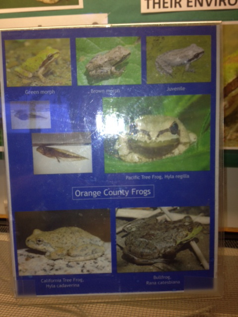 Guide to frogs of Orange County, CA, USA
