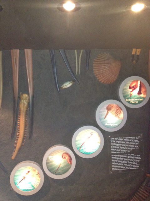 Guide to shore birds in the mudflats