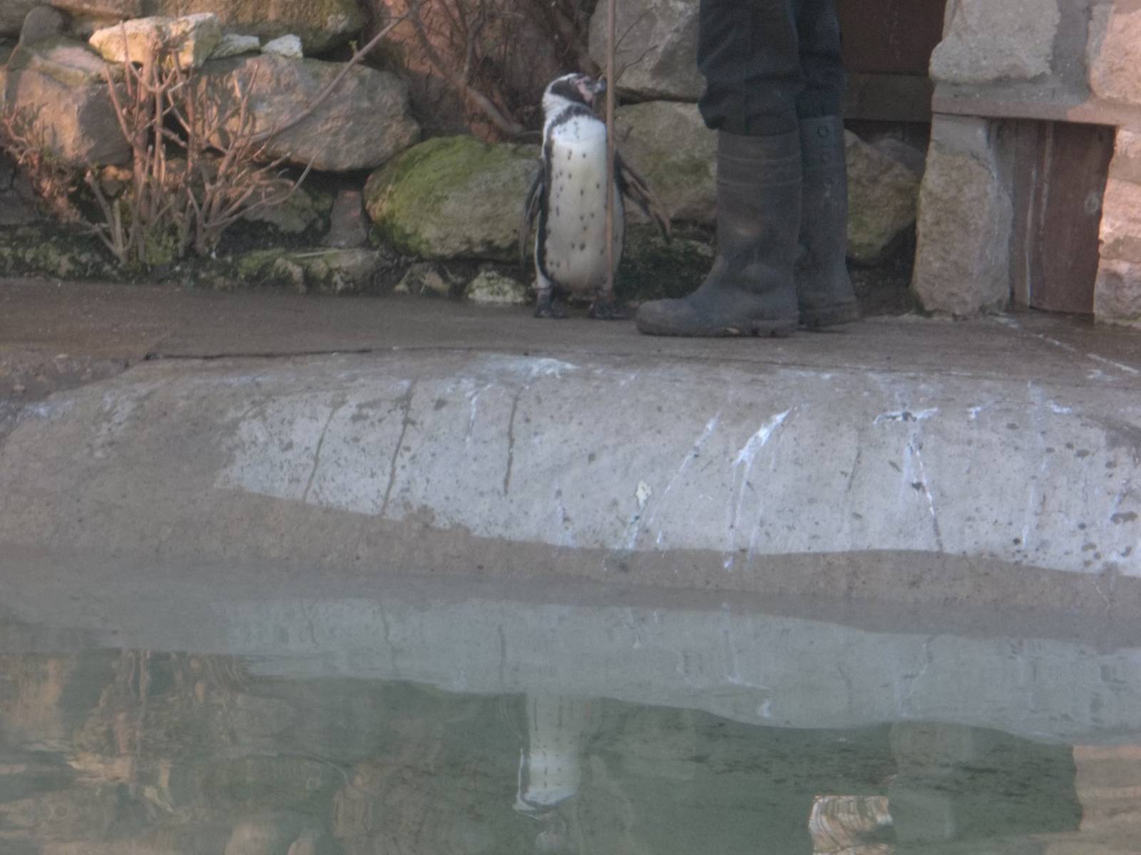 Guiding Webster to bed, 8th February 2015
