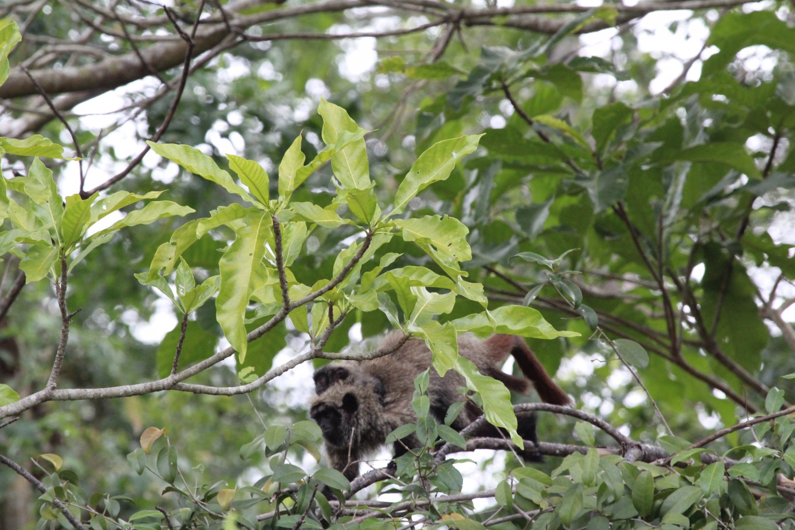Guigó da Caatinga (Callicebus barbarabrownae)