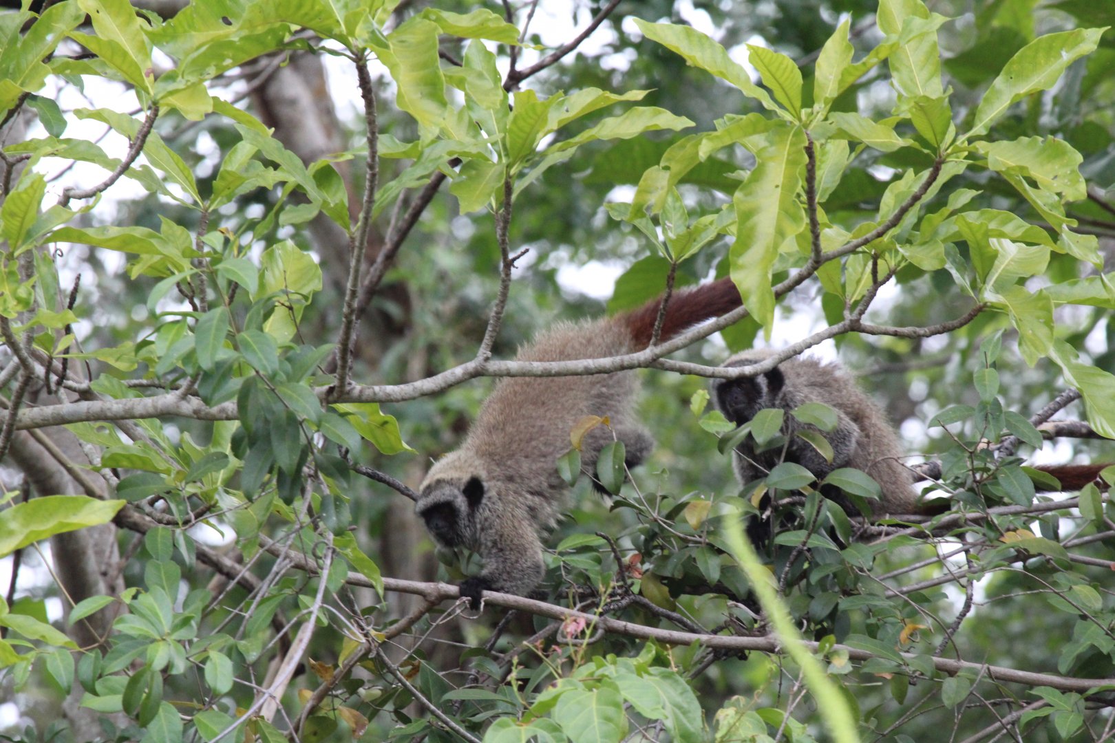 Guigó da Caatinga (Callicebus barbarabrownae)