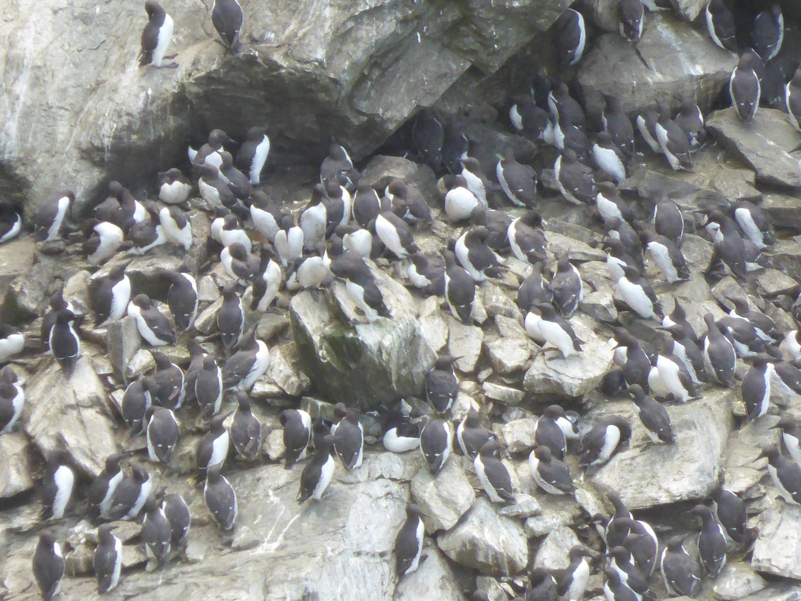 Guillemot colony at South Stack , Anglesey , North Wales .