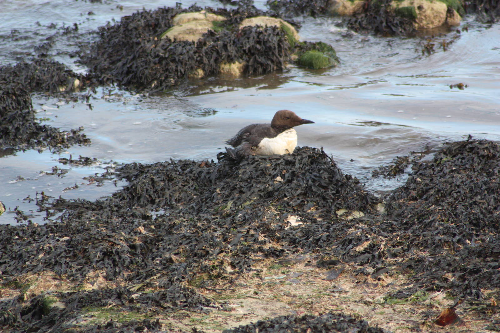 Guillemot opposite the bottom of Sewerby Steps, Bridlington. 12th September