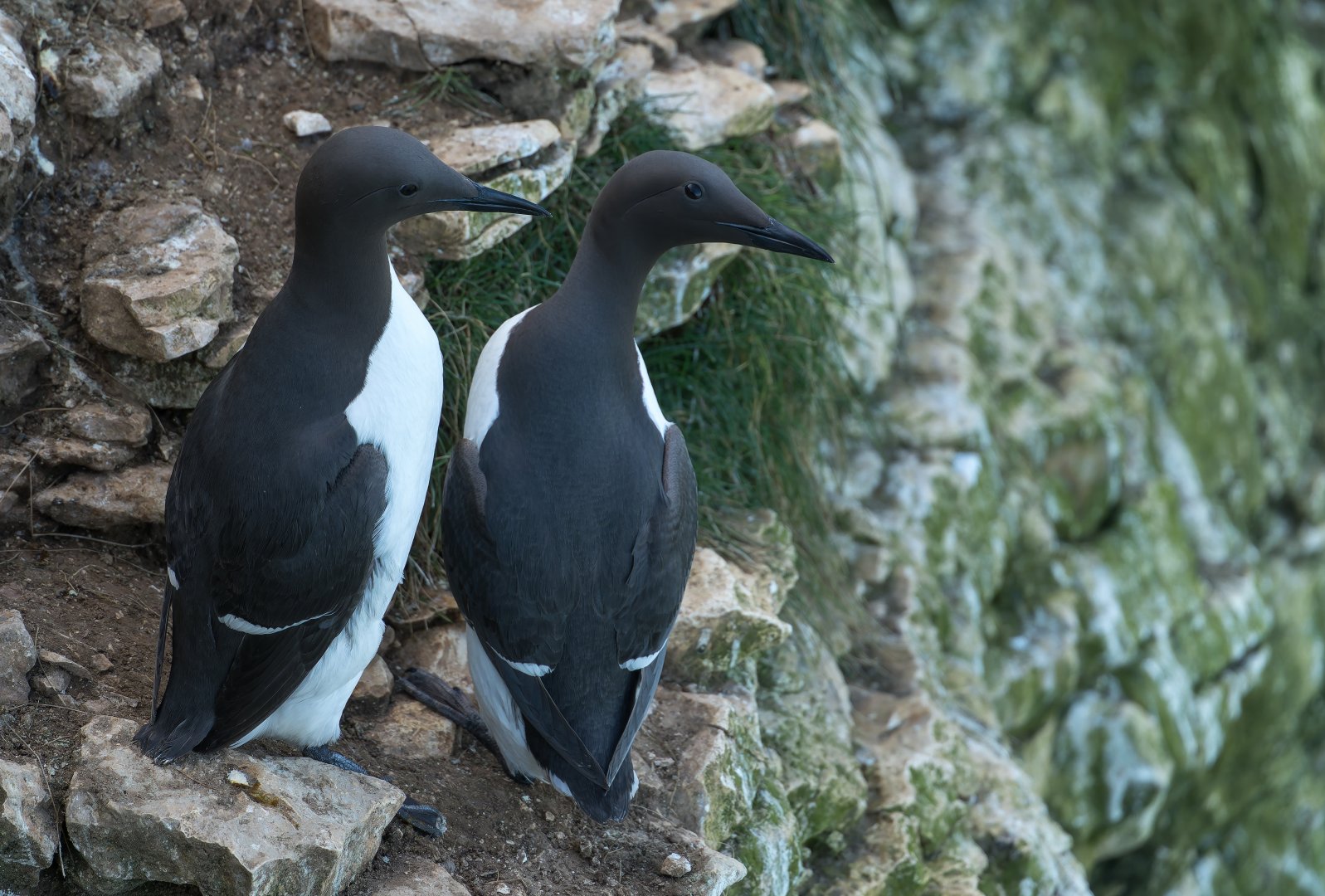 Guillemot (wild) UK