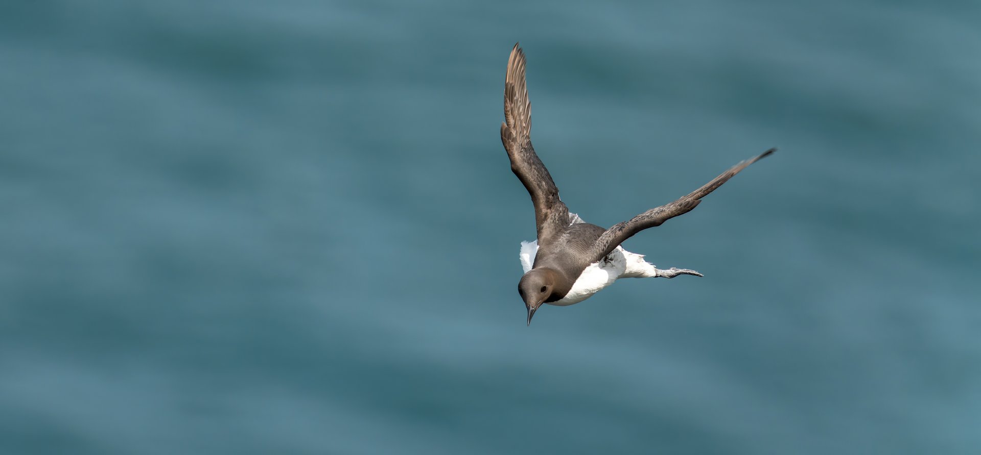 Guillemot (wild) UK