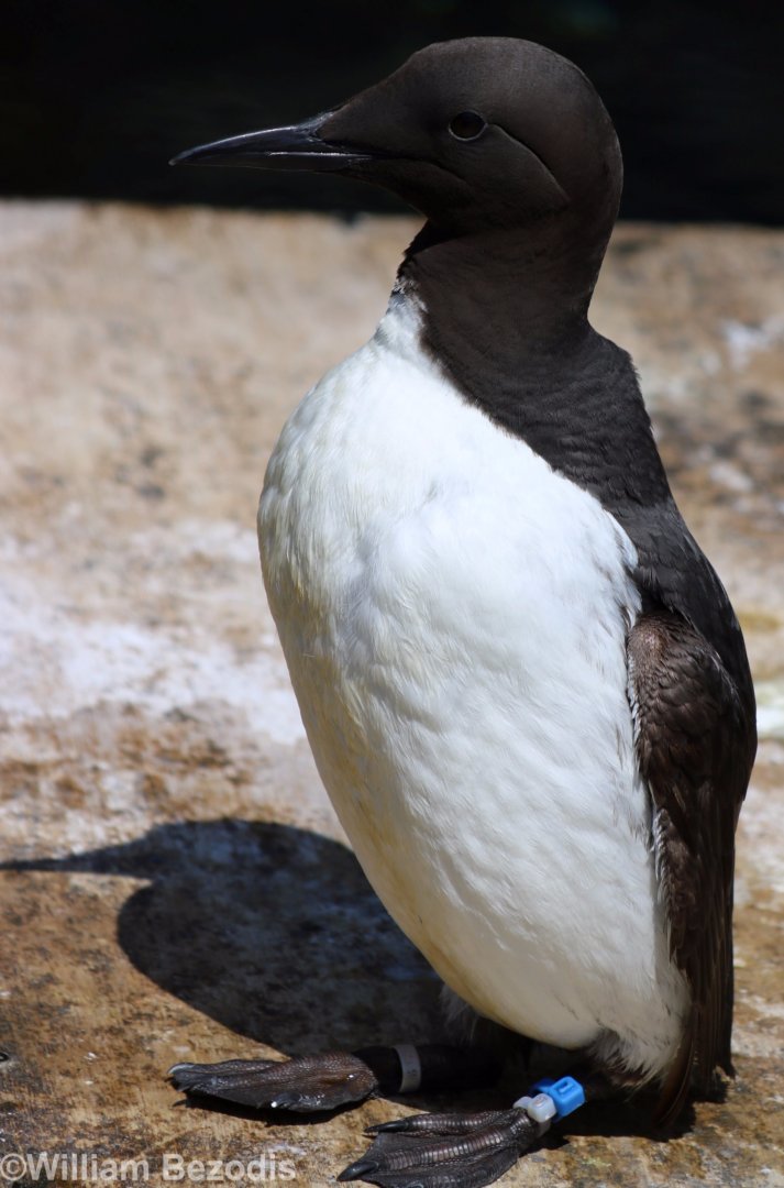 Guillemot