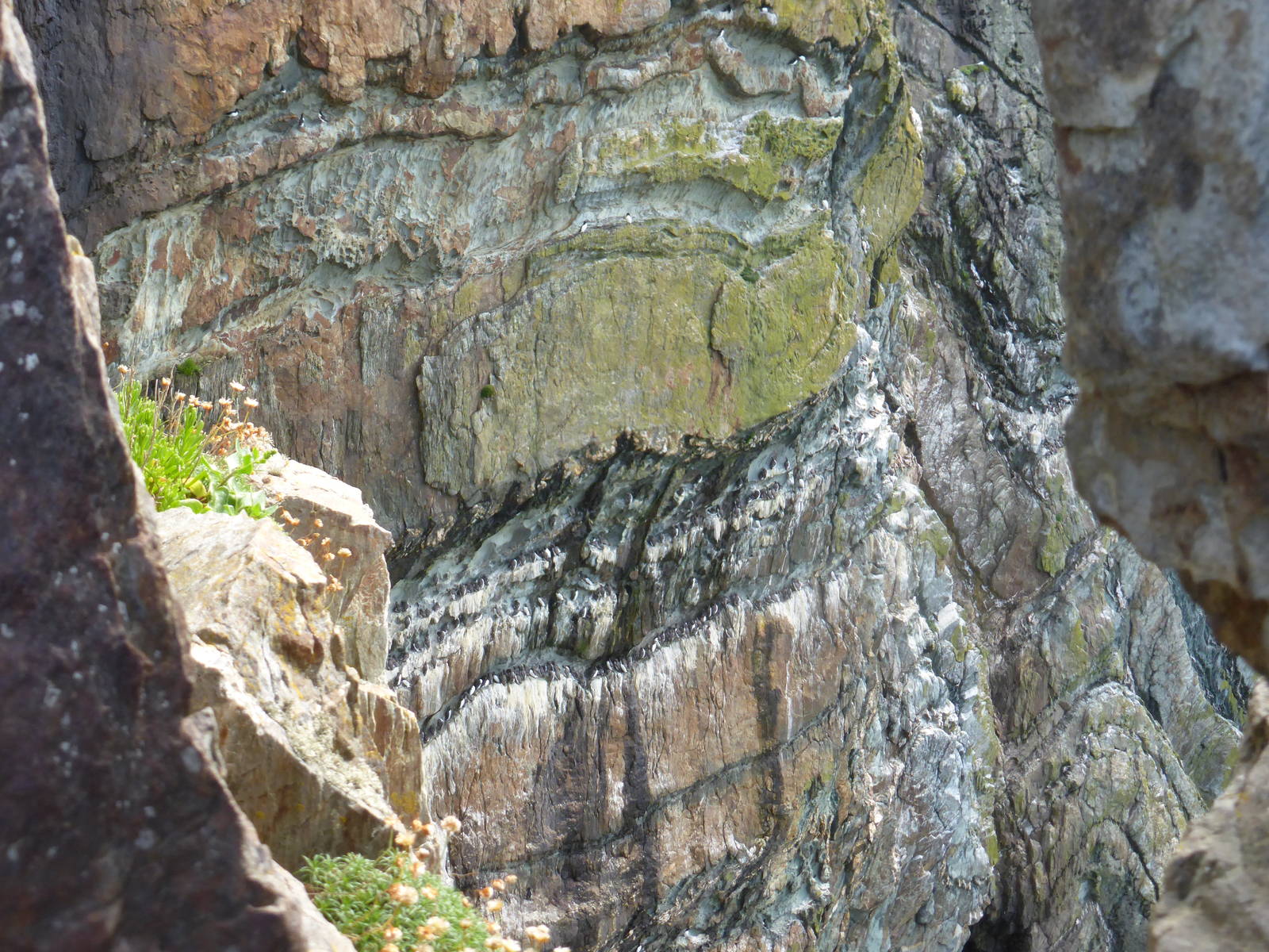Guillemots on rock ledges at South Stack , Anglesey , North Wales .
