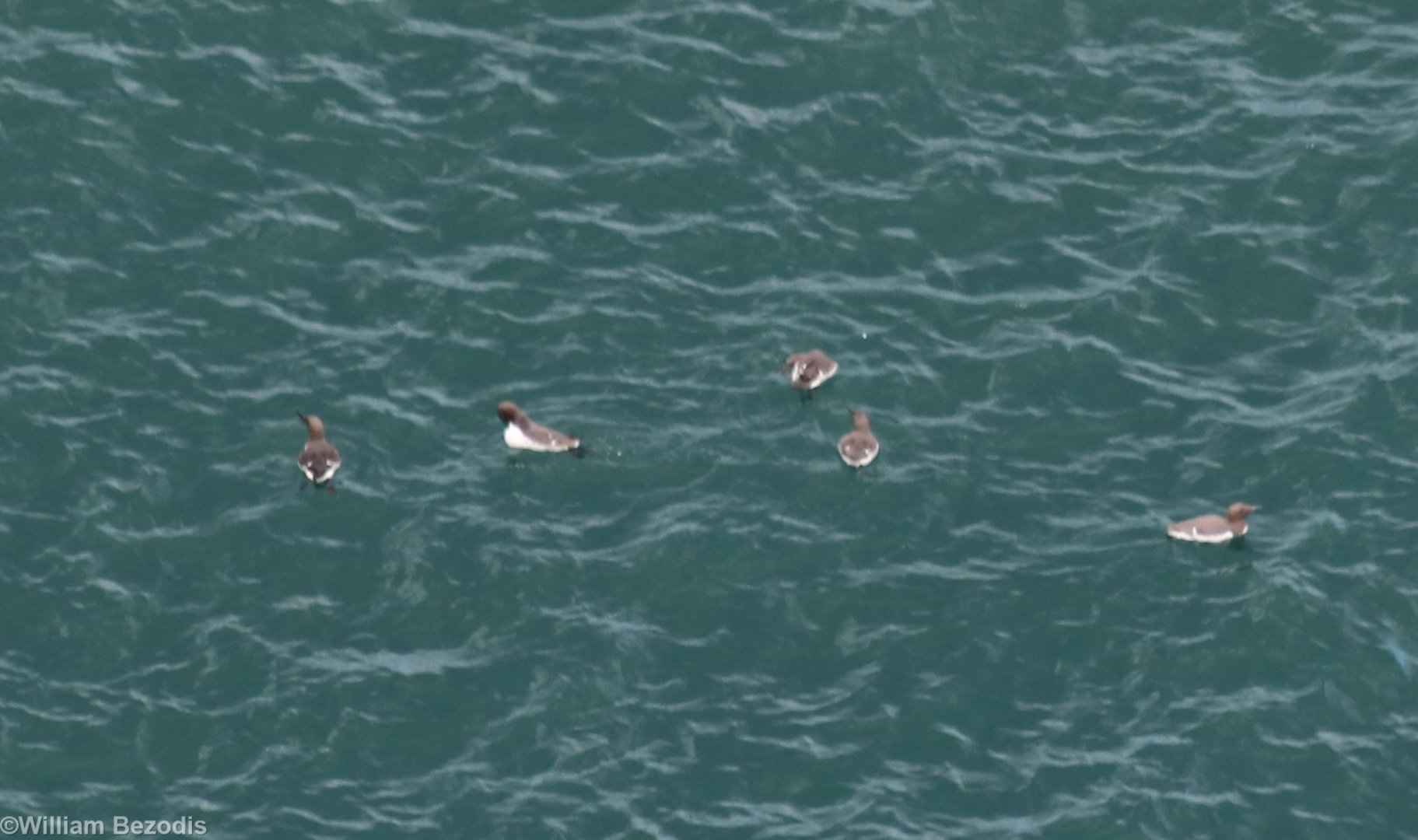 Guillemots  on the Sea - RSPB Bempton Cliffs