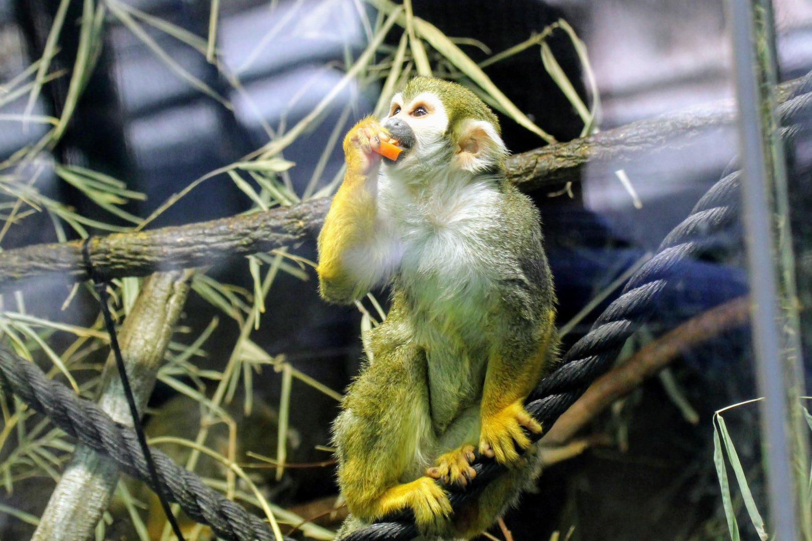 Guinan Squirrel Monkey