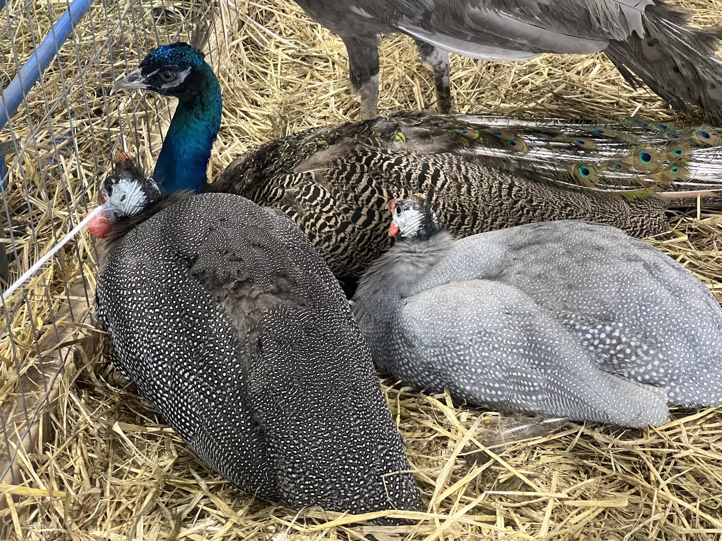 Guinea and Peafowl - Alaska State Fair