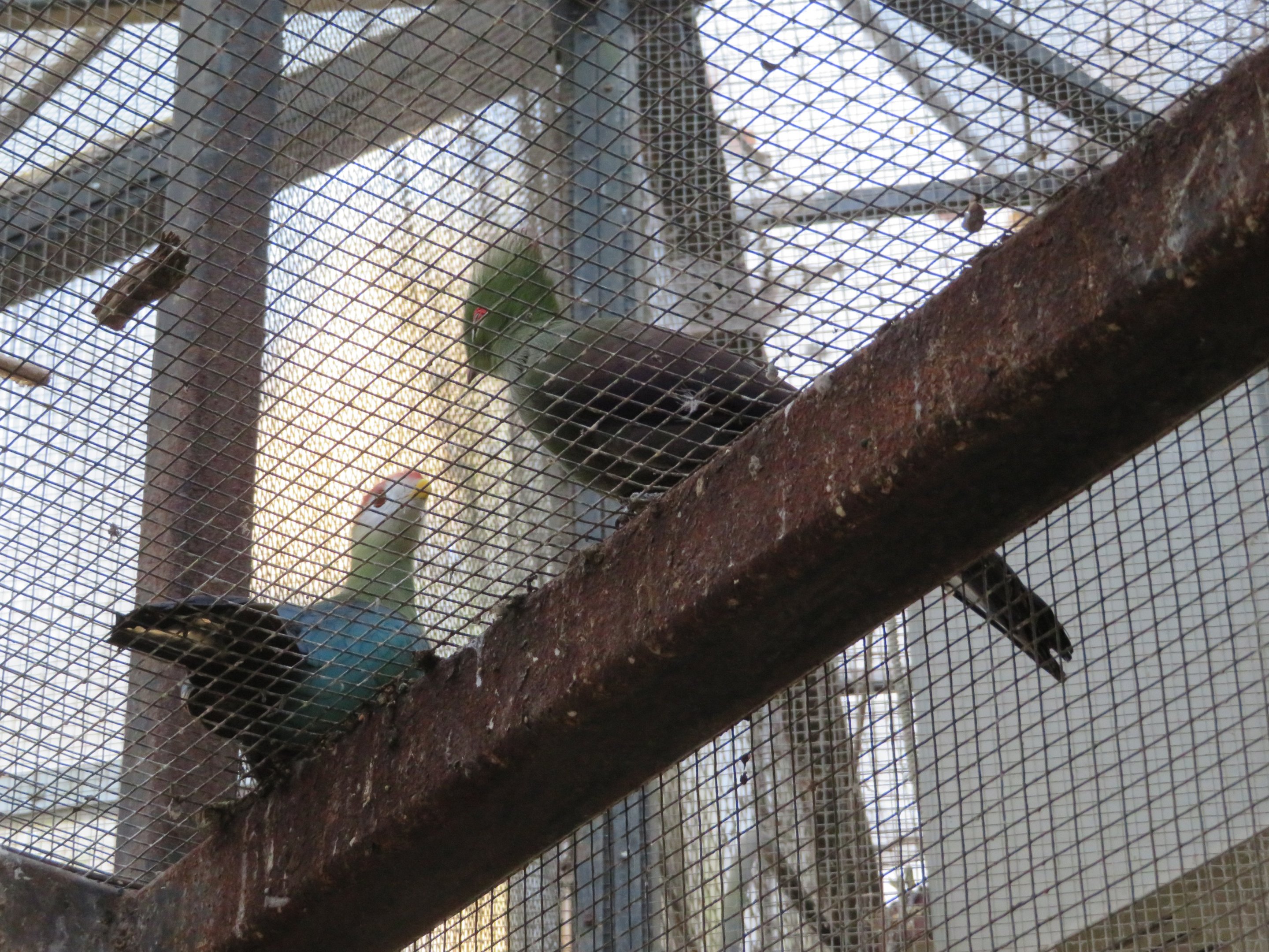 Guinea and Red Crested Turacos