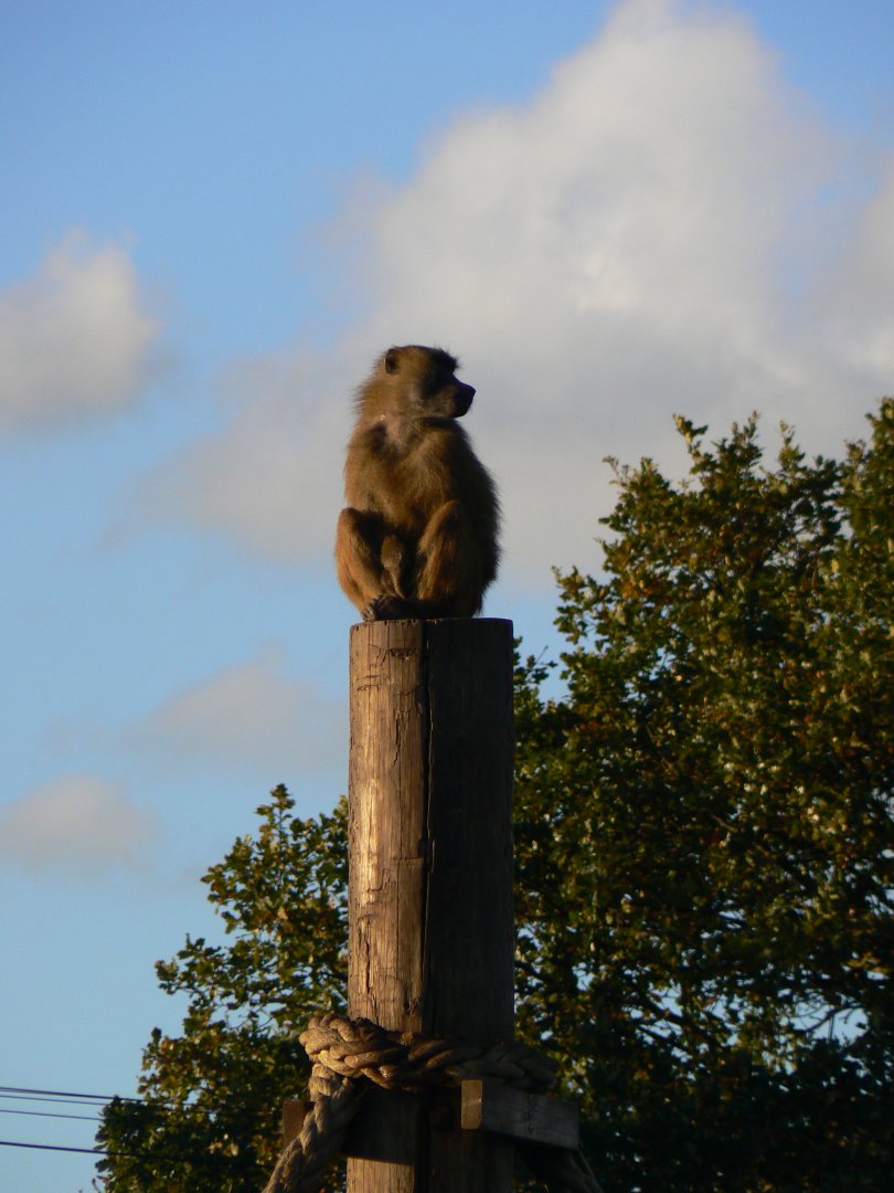 Guinea Baboon - 1 November 2018