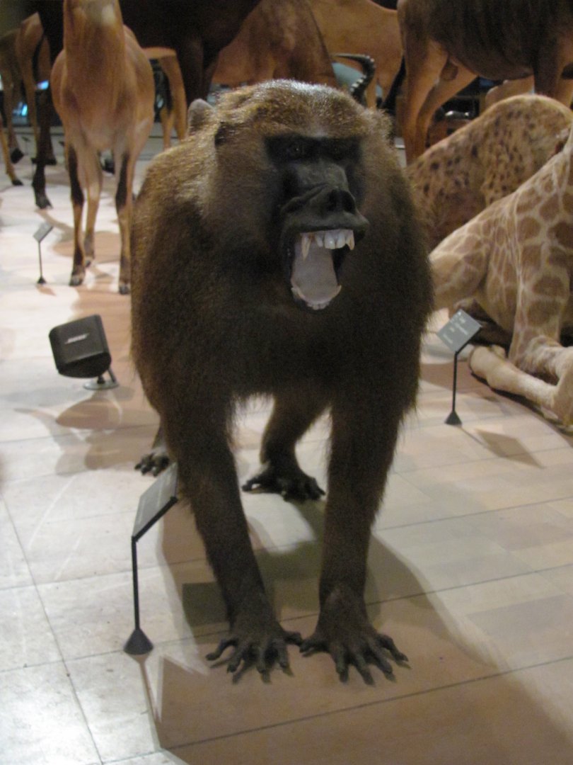 Guinea Baboon 1
