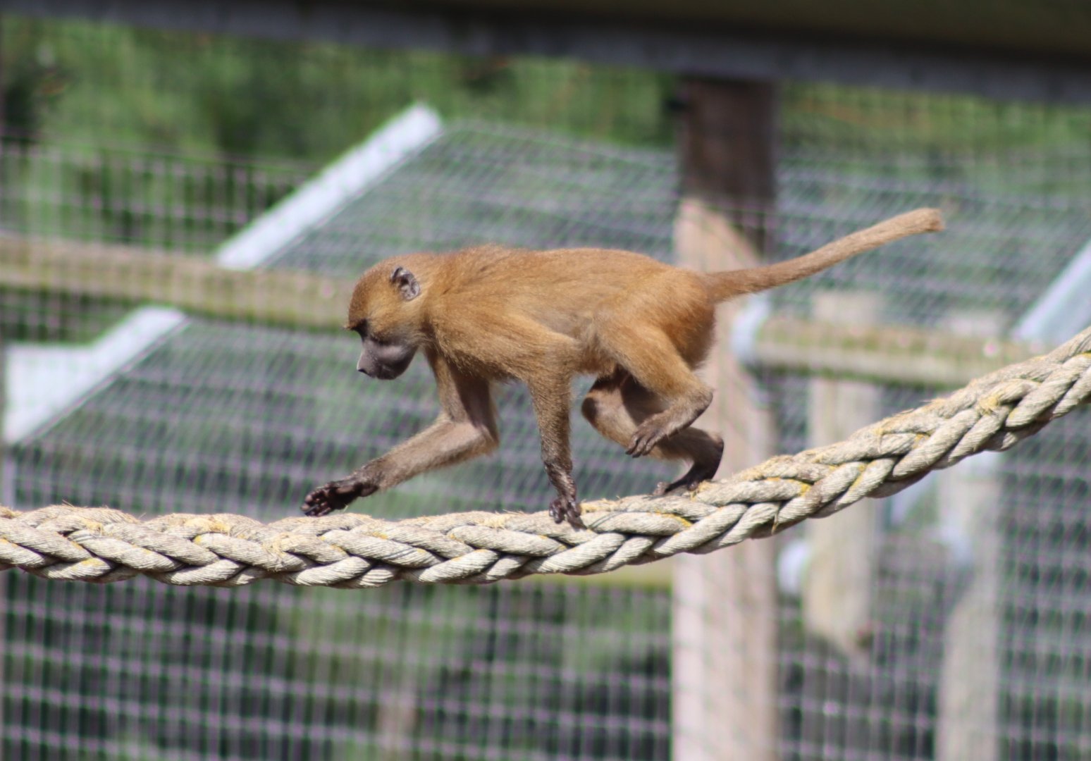 Guinea baboon - 10 September 2021