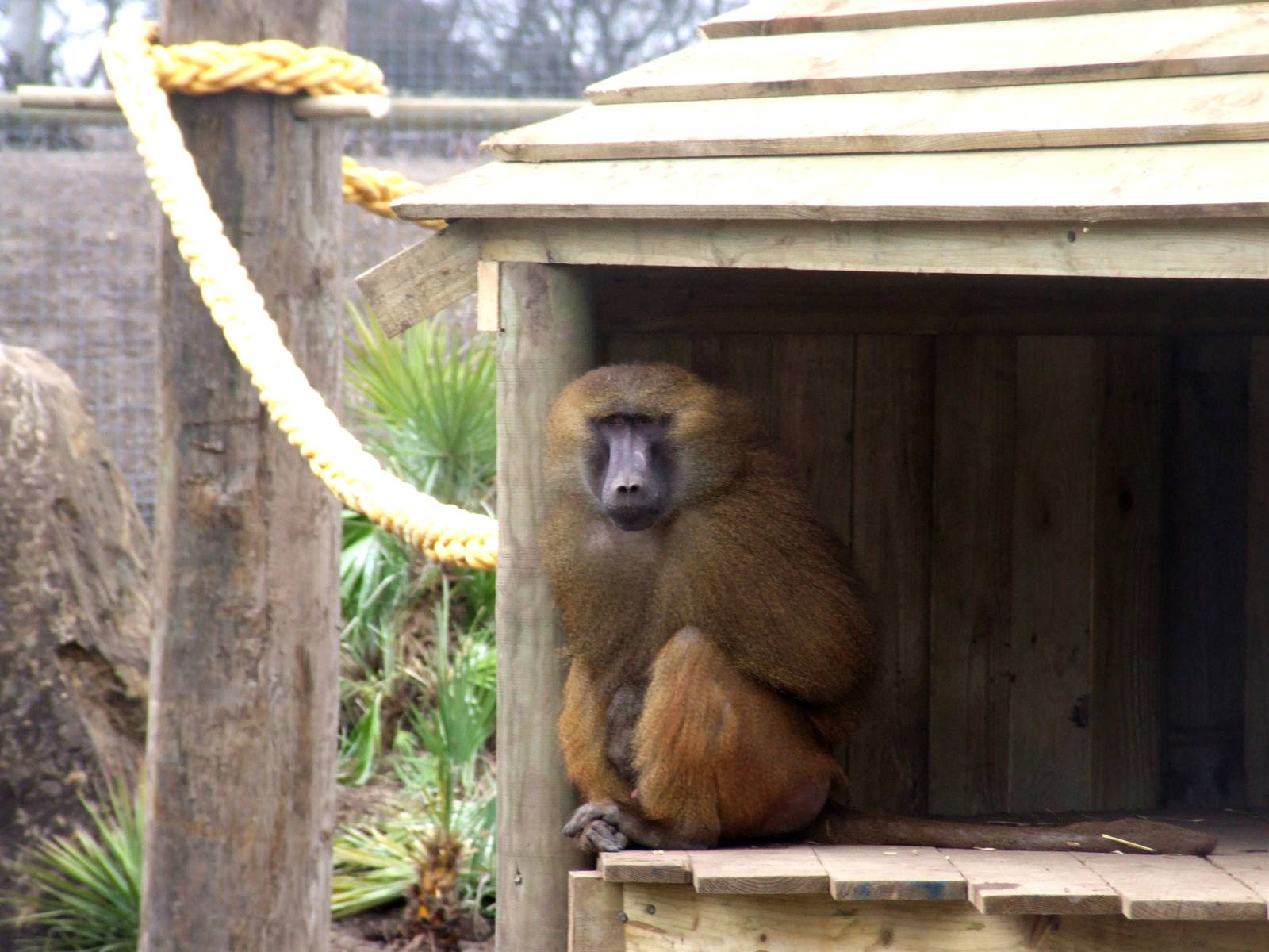 Guinea Baboon at Yorkshire WP, 01/04/13