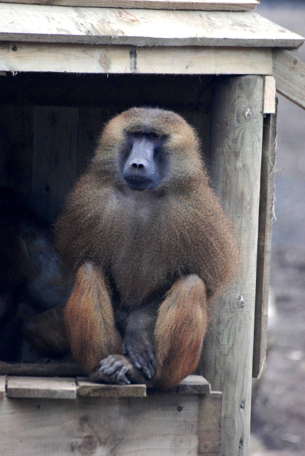 Guinea Baboon at Yorkshire WP, 01/04/13