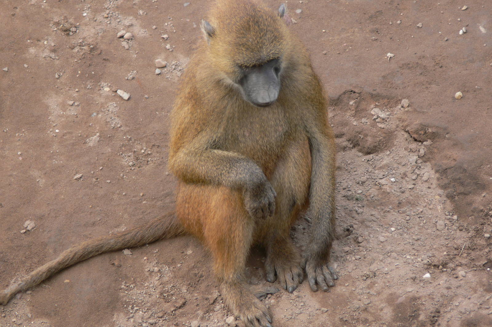 Guinea Baboon at Yorkshire WP, 28/10/14