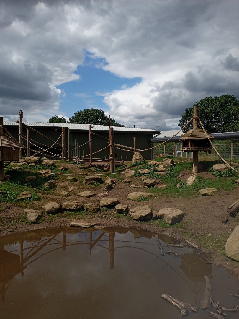 Guinea Baboon enclosure 25/7/23