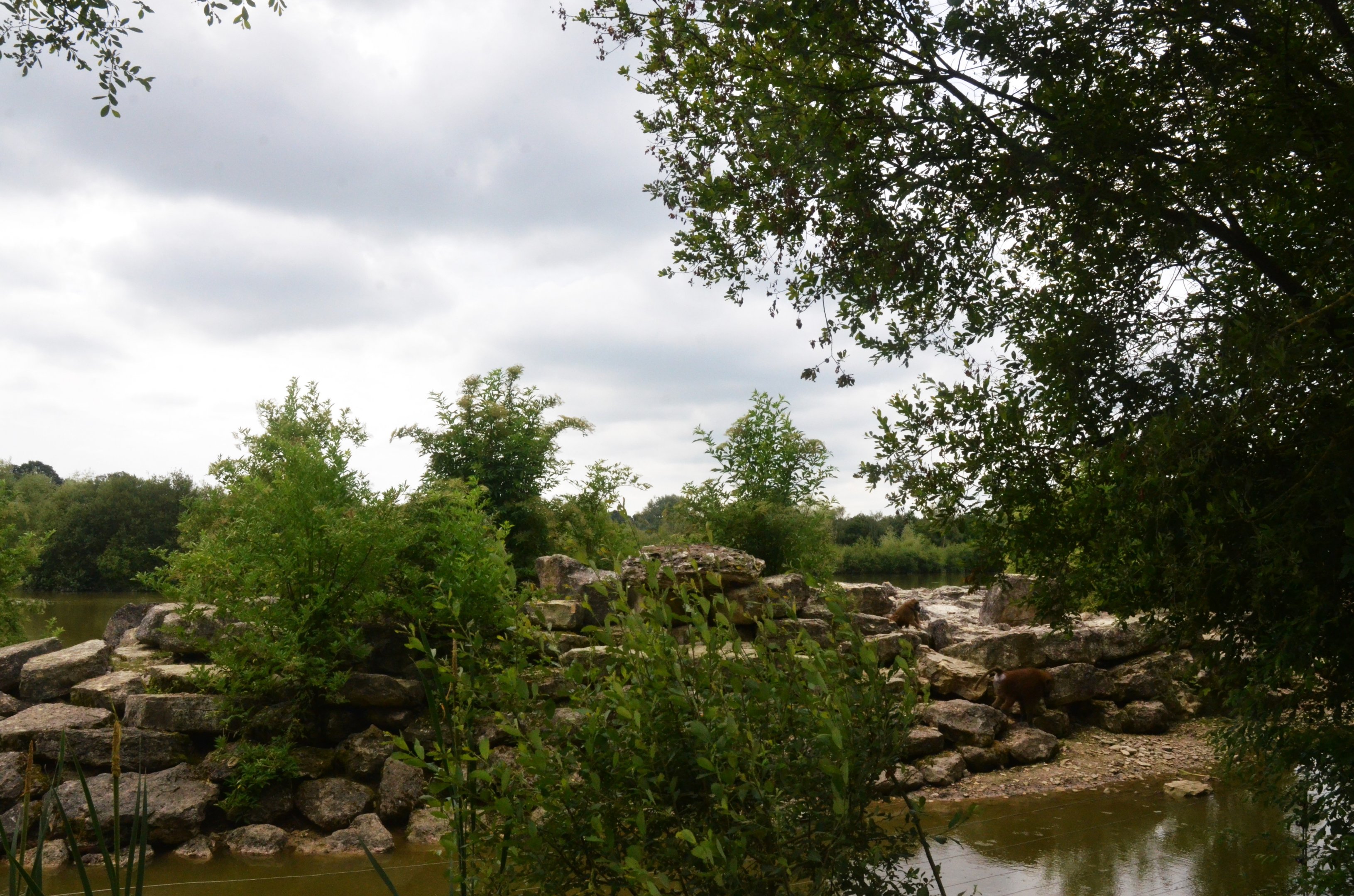 Guinea Baboon Enclosure at Haute-Touche, 14/06/18