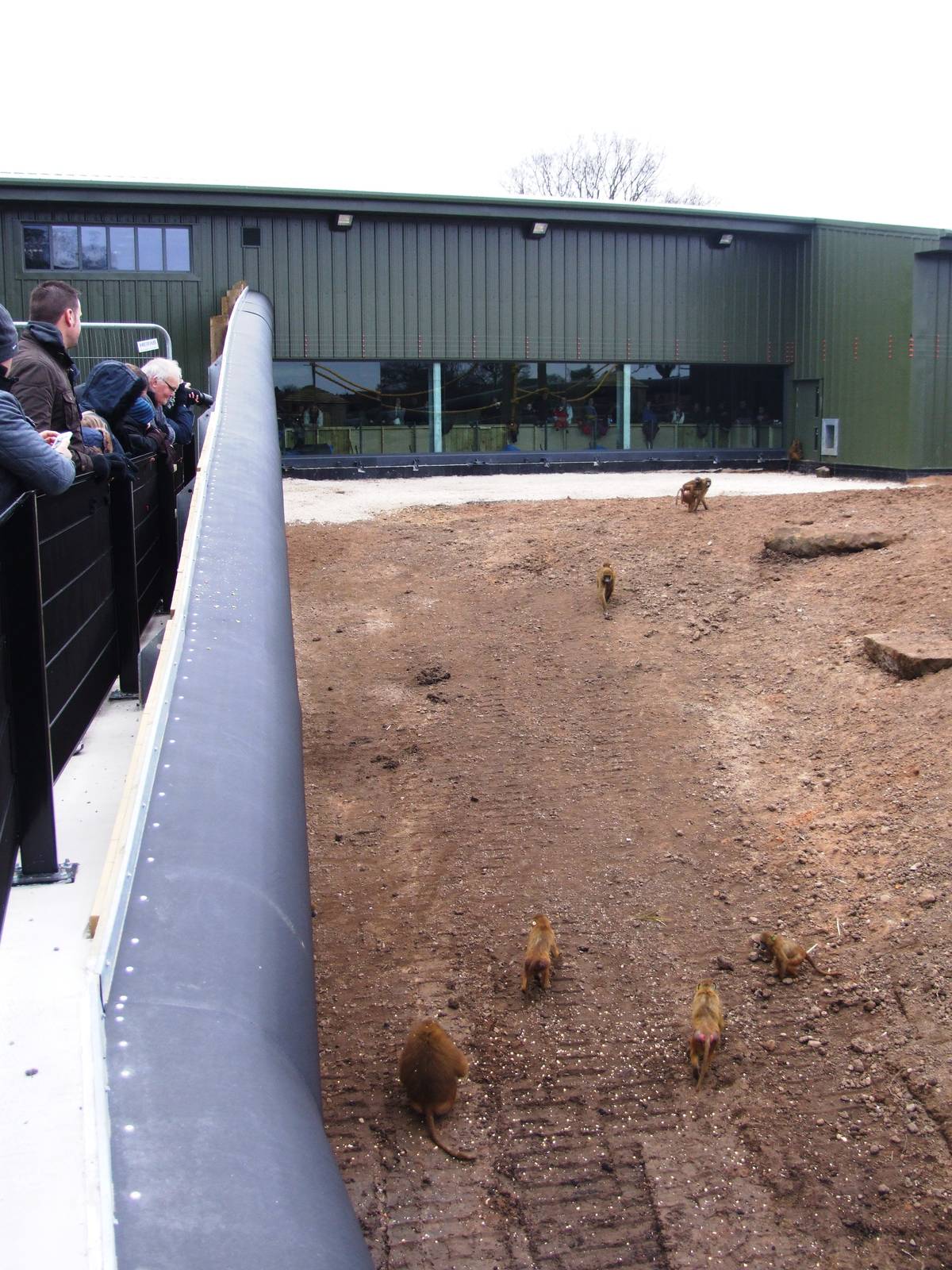 Guinea Baboon Enclosure at Yorkshire WP, 01/04/13