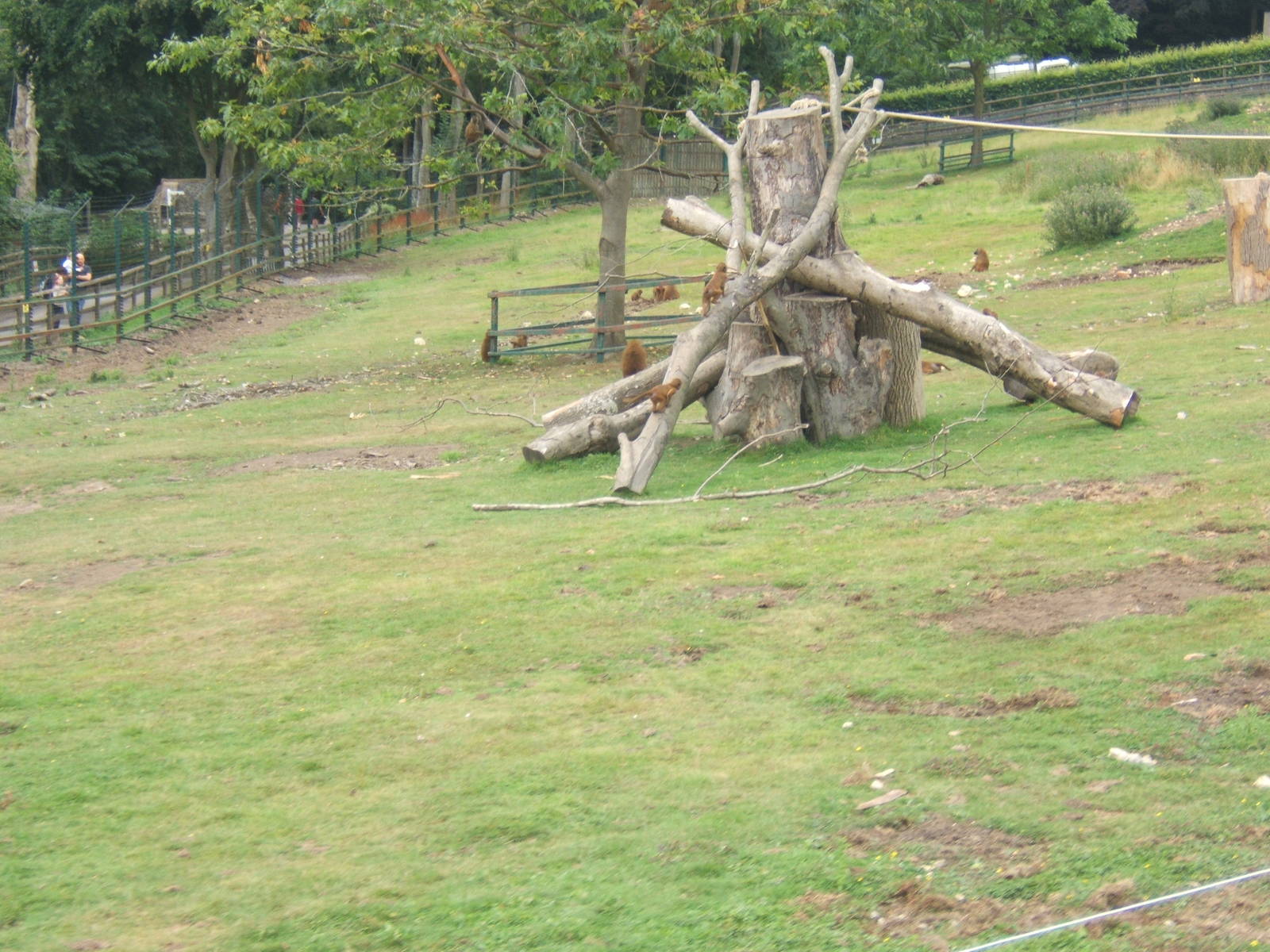 Guinea Baboon enclosure view