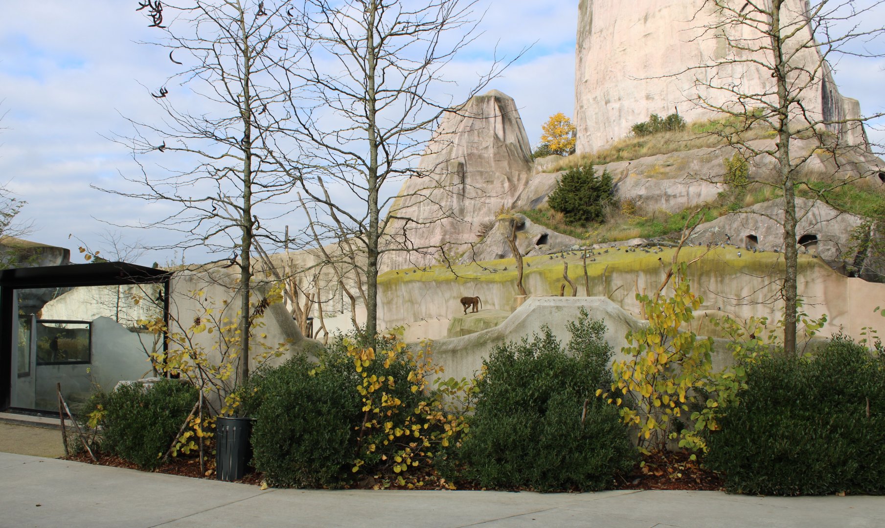 Guinea baboon enclosure
