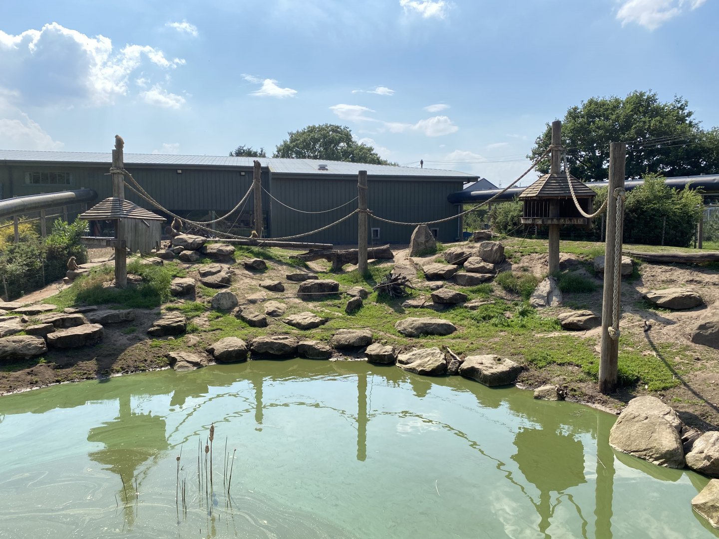 Guinea Baboon Enclosure