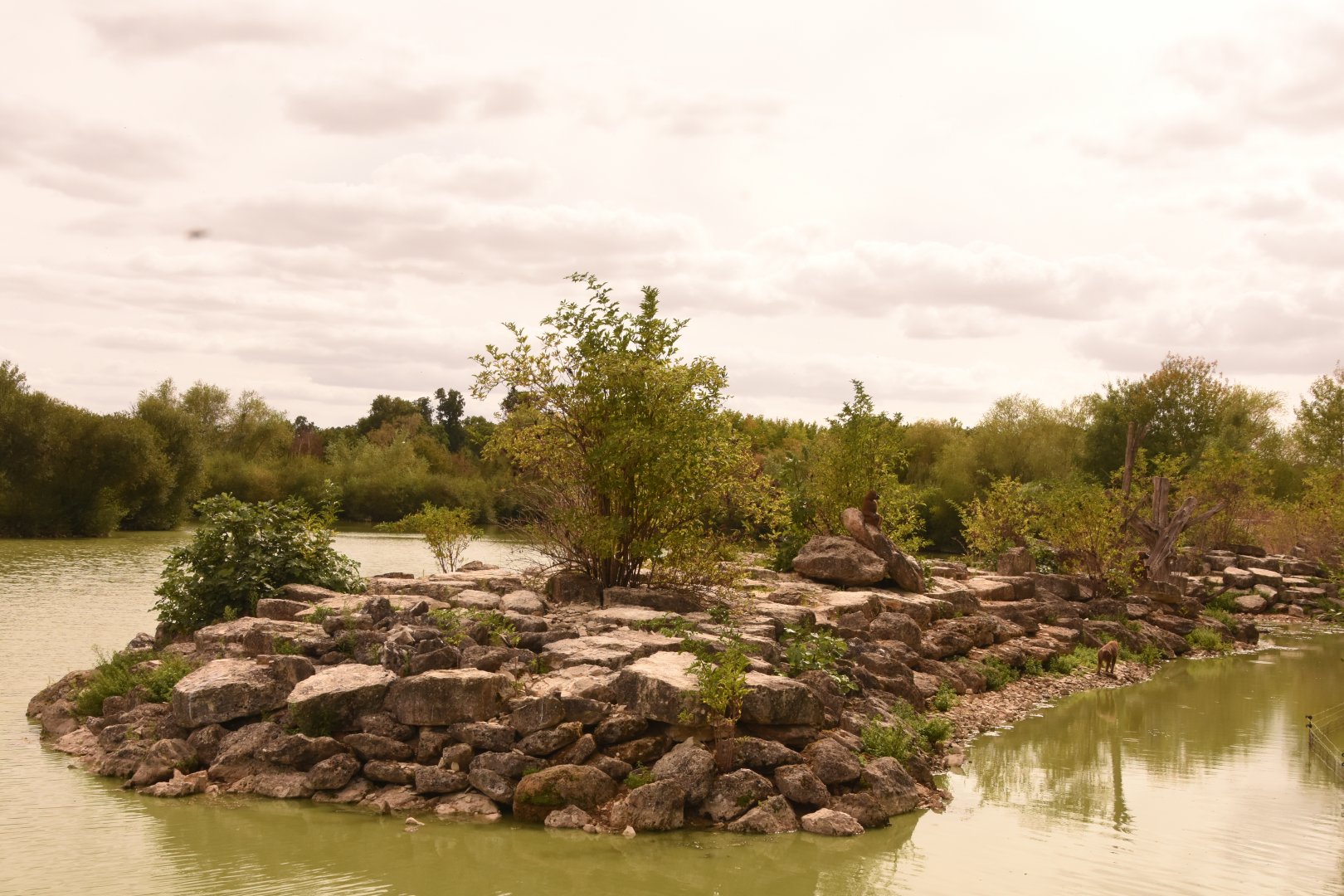 Guinea Baboon enclosure