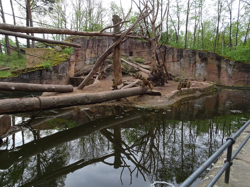 Guinea baboon enclosure