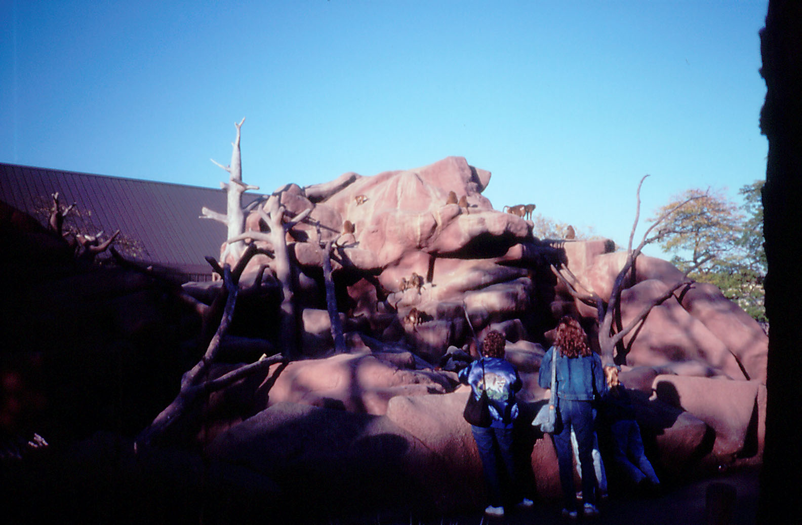 Guinea Baboon exhibit - 1987