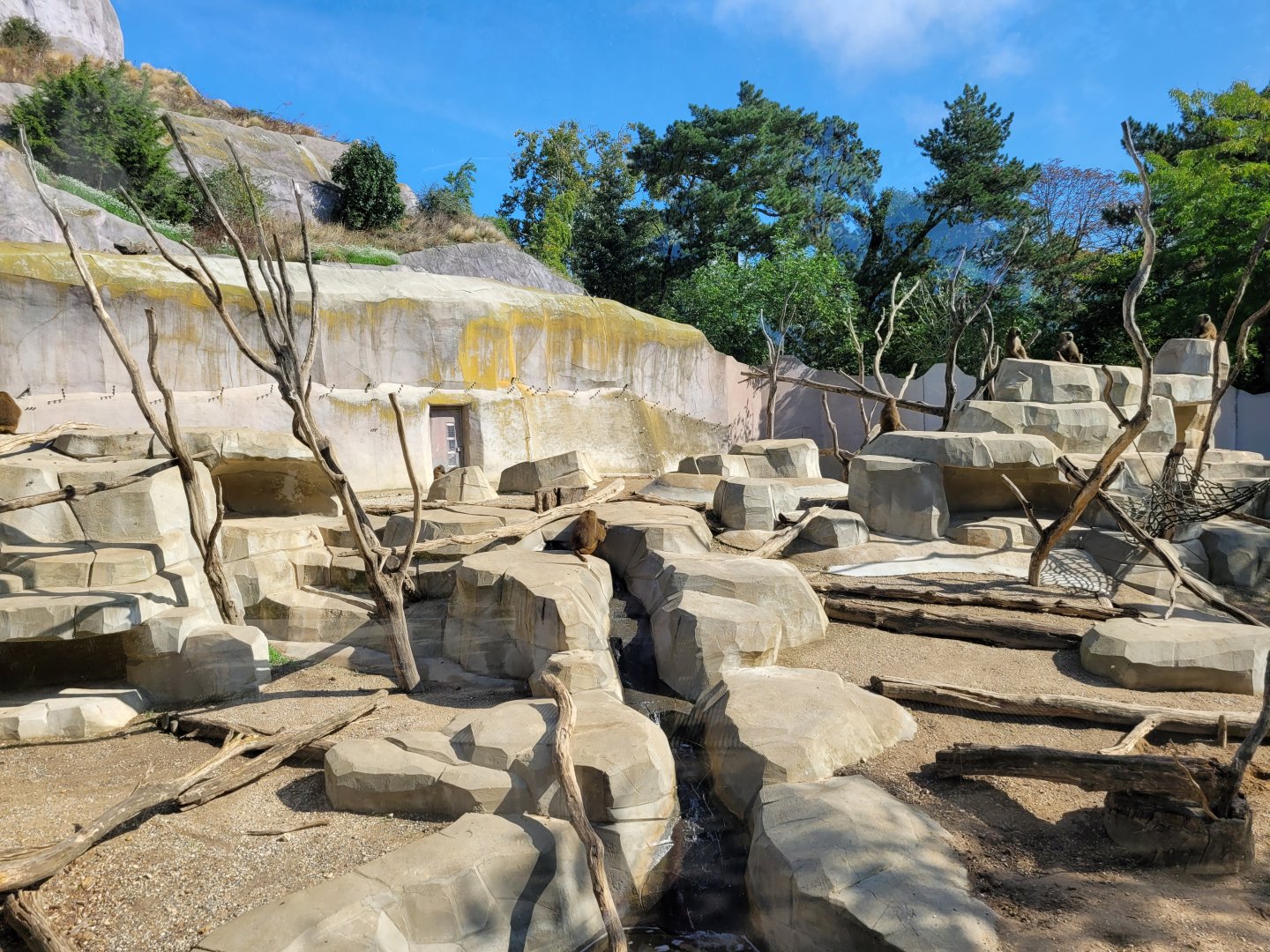 Guinea baboon exhibit -Parc Zoologique de Paris (2022)