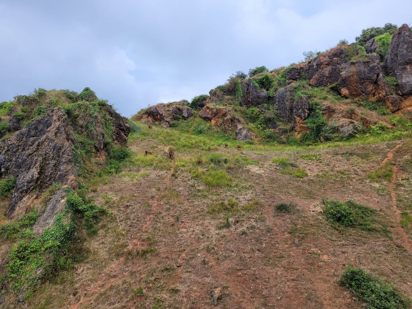 Guinea baboon exhibit -Parque de la Naturaleza de Cabárceno (2022)