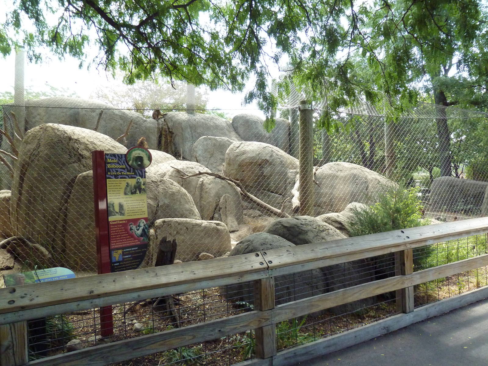 Guinea Baboon Exhibit