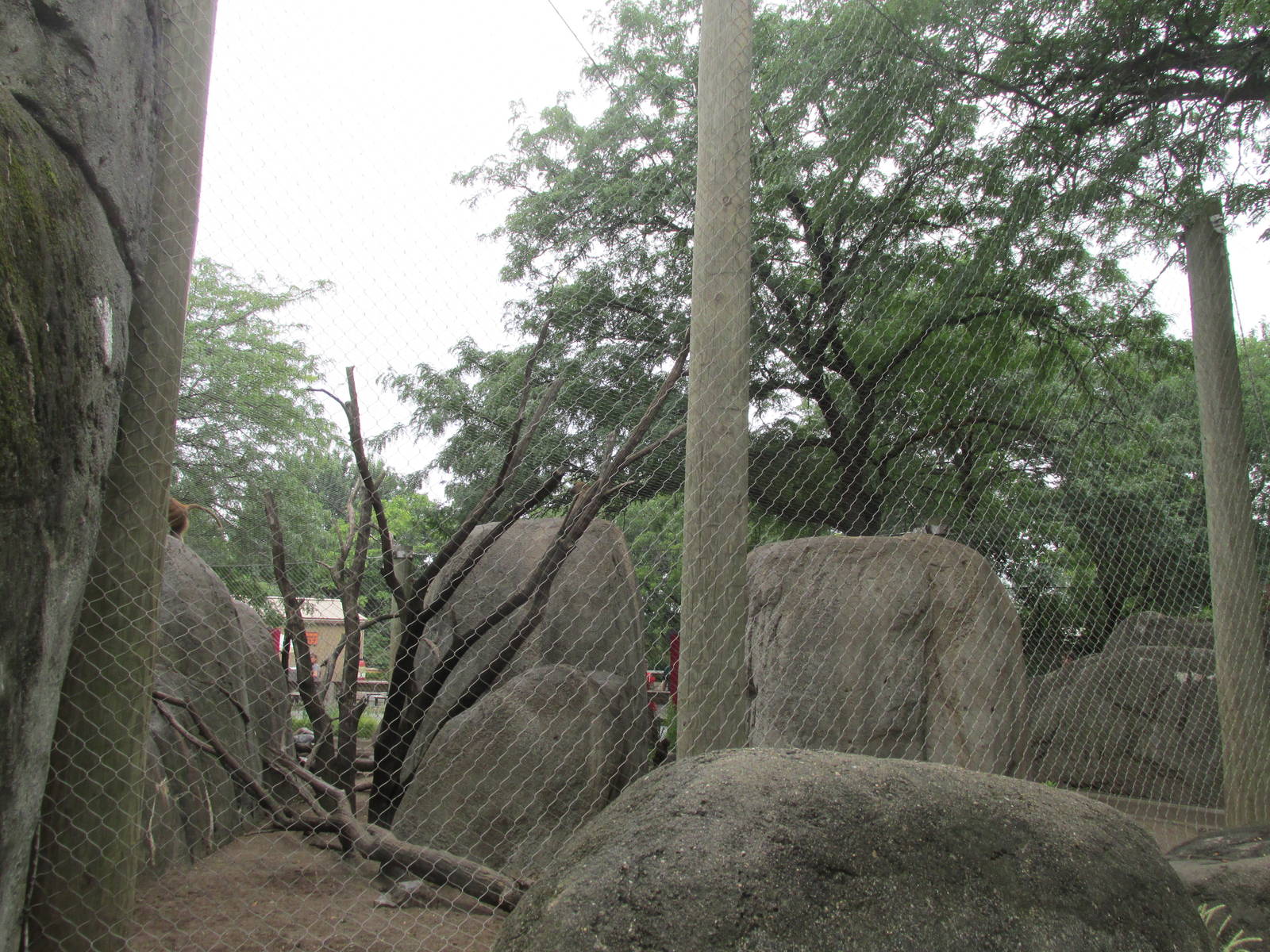 Guinea Baboon Exhibit