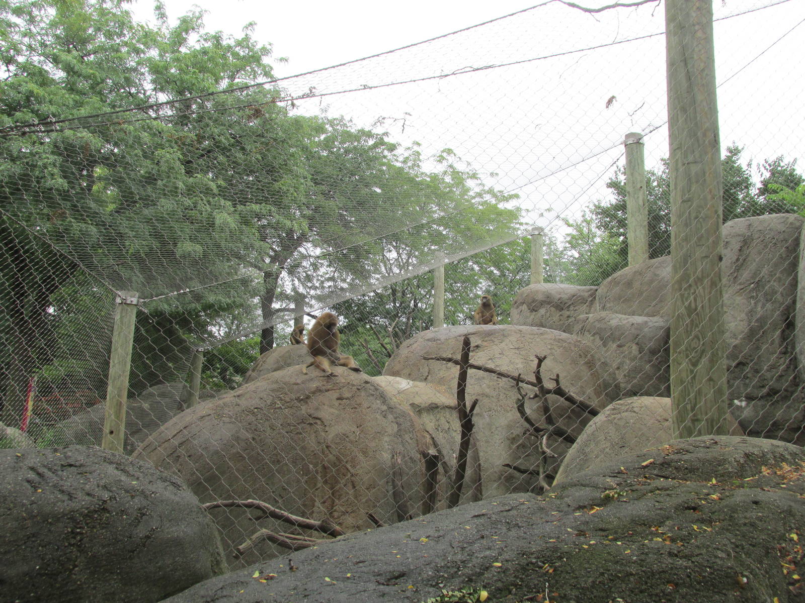 Guinea Baboon Exhibit