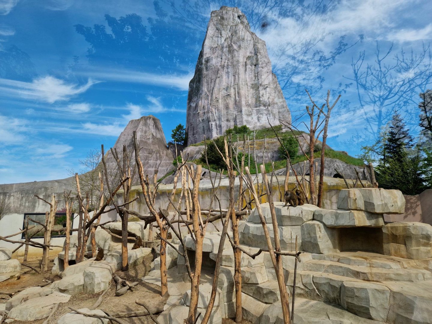 Guinea Baboon exhibit