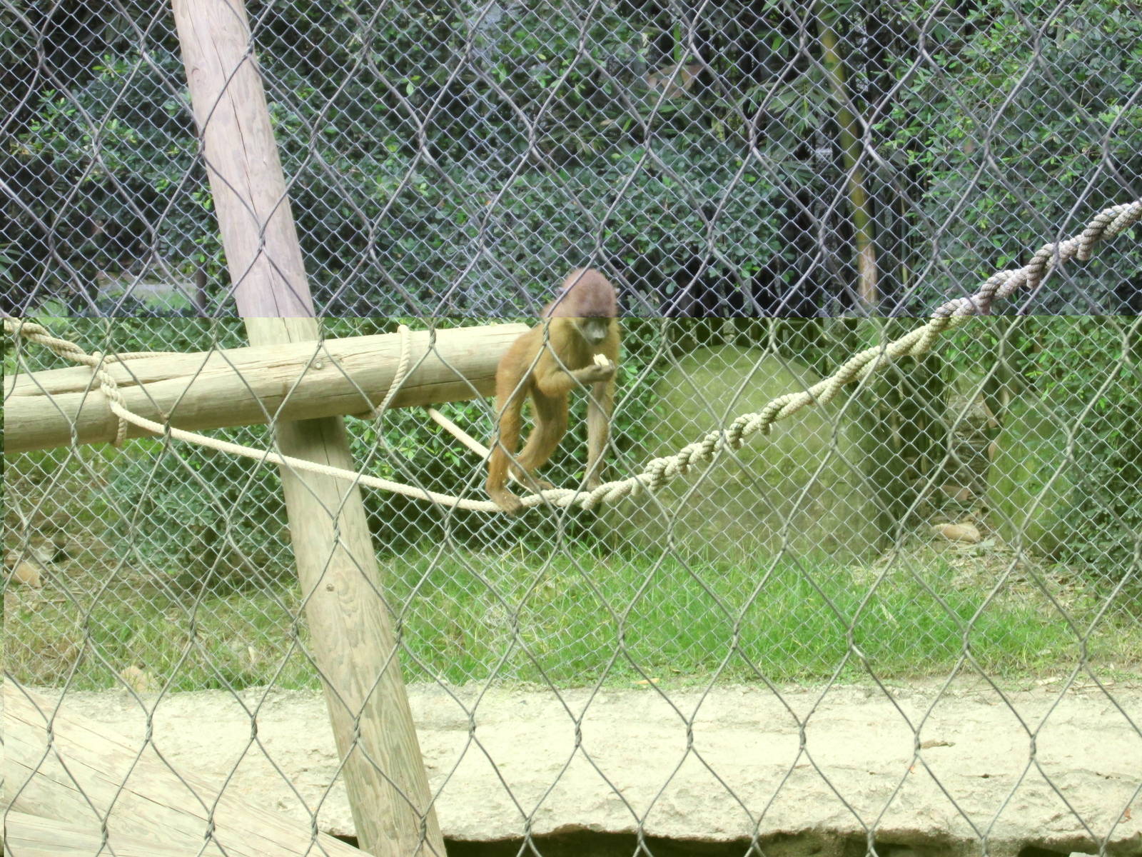 guinea baboon guadalajara zoo