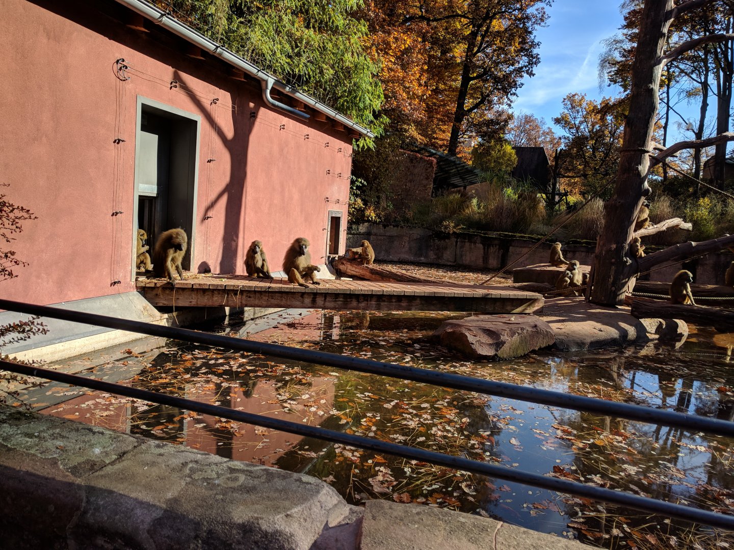 Guinea Baboon Holding Building