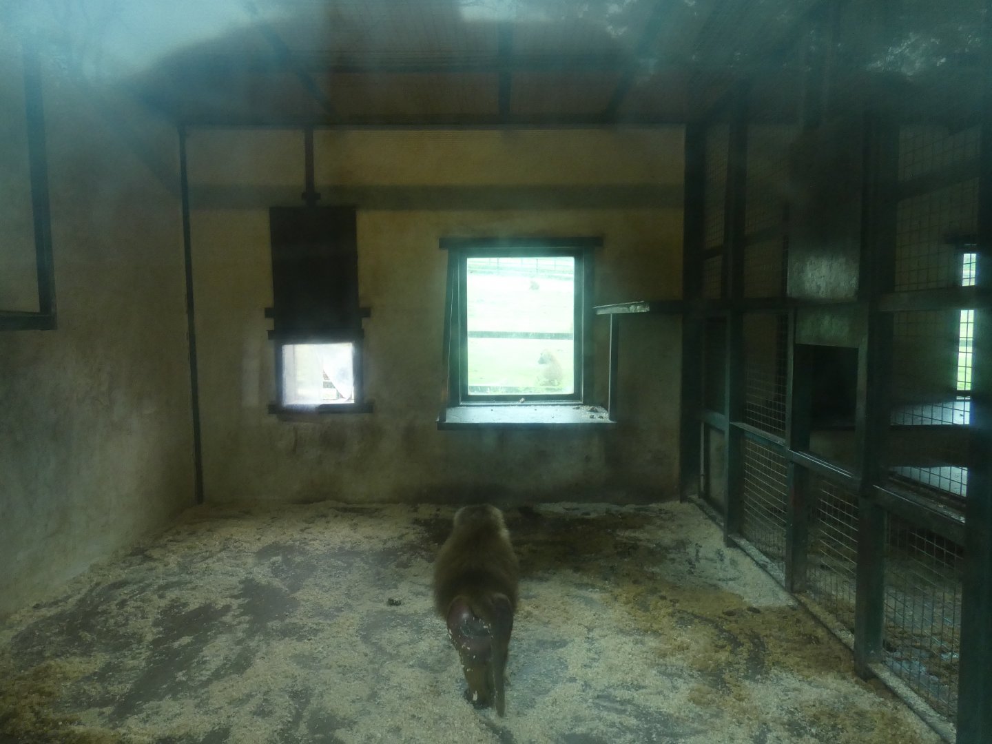 Guinea Baboon indoor enclosure