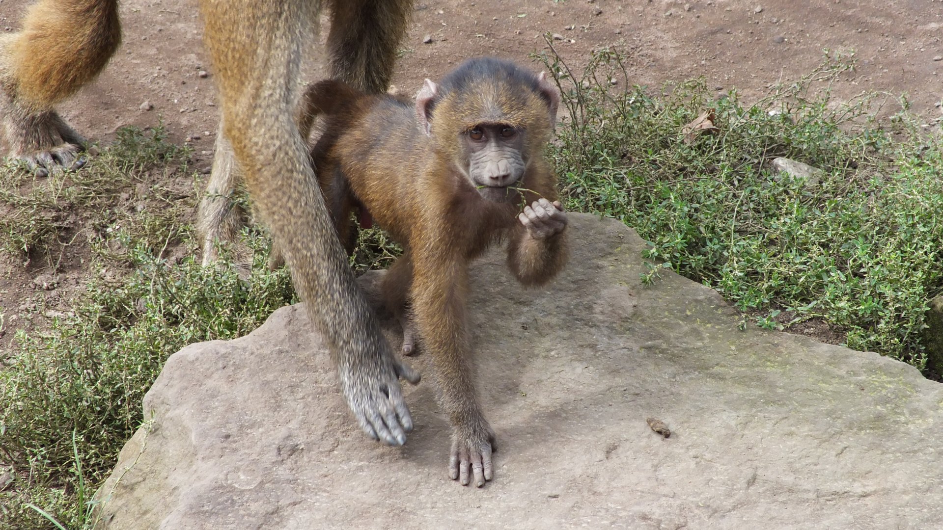 Guinea Baboon Infant