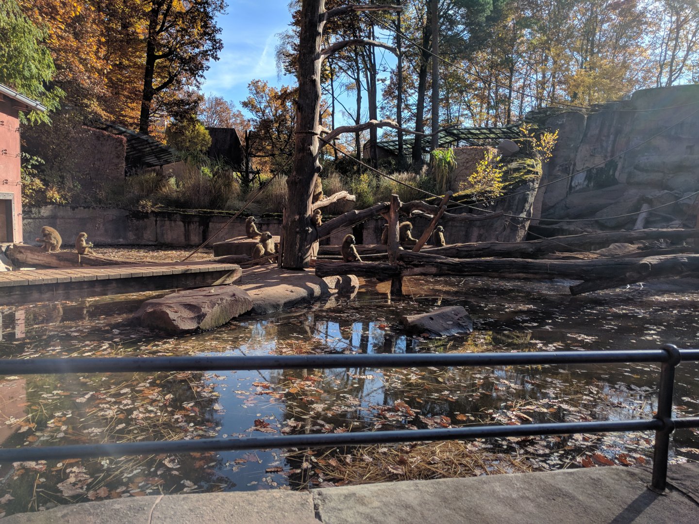 Guinea Baboon Island