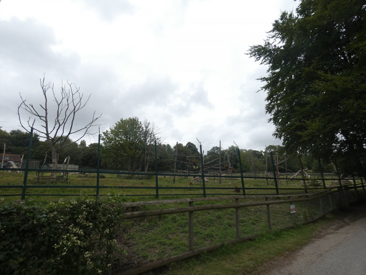 Guinea Baboon outdoor enclosure