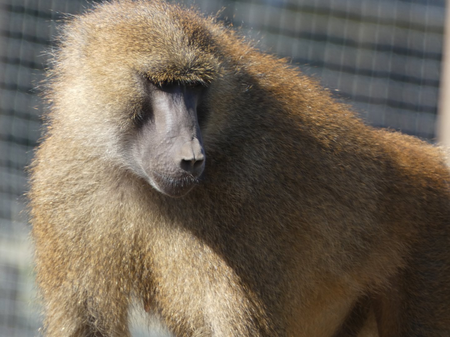 Guinea baboon (Papio papio) - 10/08/22