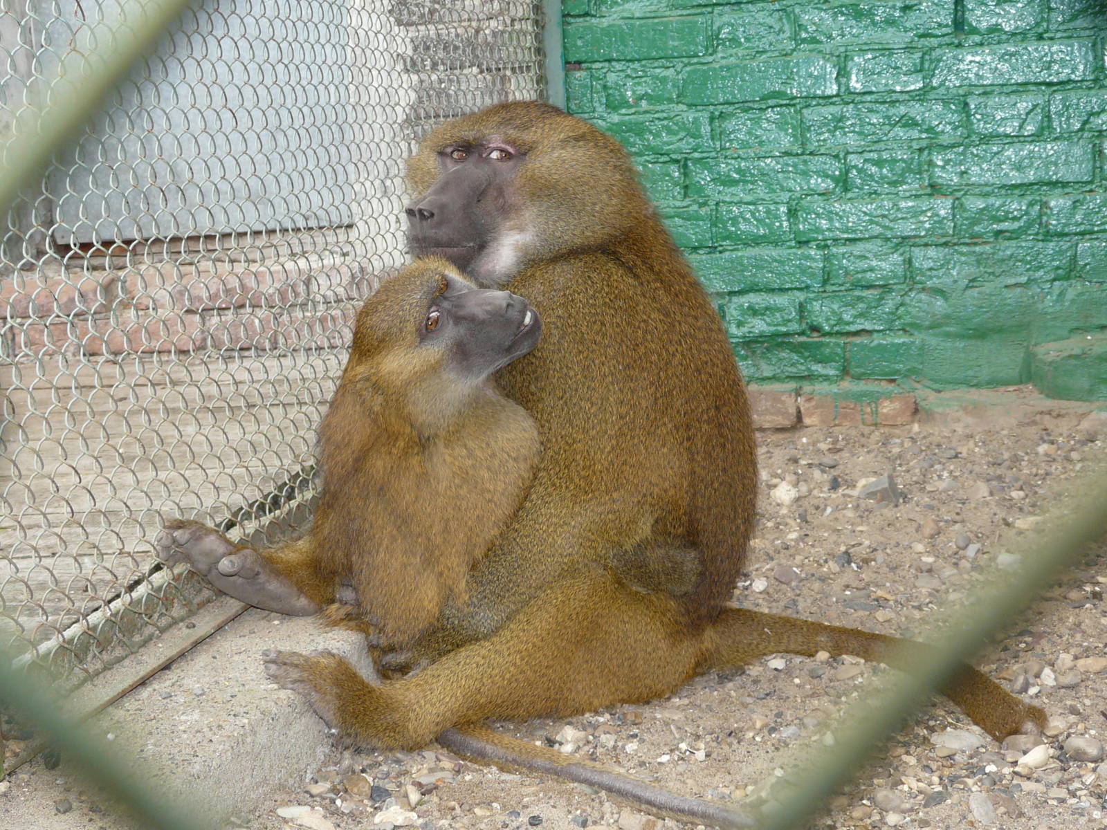 Guinea baboon/ Papio papio