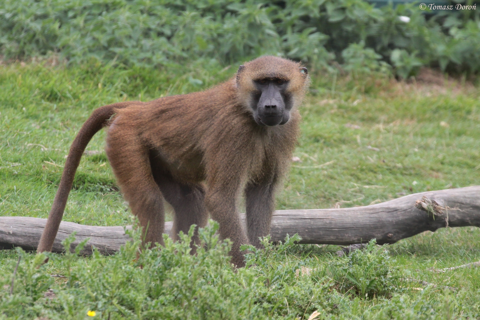 Guinea Baboon (Papio papio)
